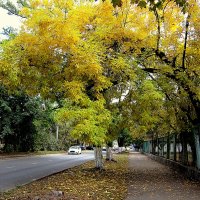 Осень на городских улицах :: Людмила 