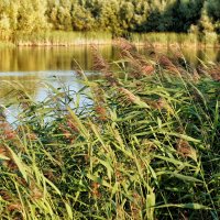 Трава на озере :: Дмитрий Конев