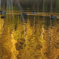 Золотое озеро :: Константин Фролов
