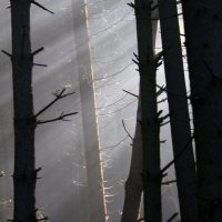 Свет в лесу :: Gleipneir Дария