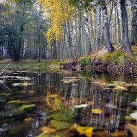 Дышит осень в берёзовой роще, золотою листвой шелестя..... :: Алексей 