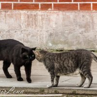 Серия " Швейцарский домик", Парк Кусково, Москва :: Елена Бразис