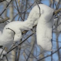 Неведомая зверушка ( причуды зимы ) :: Александр Попов