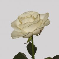 Белая роза :: Александр Ширяев
