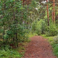 Дорожка в лесу :: Дмитрий Конев