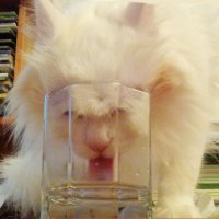 Кошки тоже пьют воду из стакана :: Владимир Ростовский 