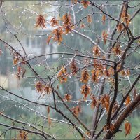 Осенний дождь... :: Наталья Rosenwasser