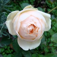 Осенняя роза :: laana laadas