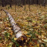 Осень уже без шуток :: Андрей Лукьянов