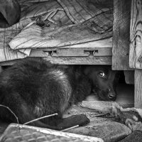 Из жизни бездомных собак... :: олег 
