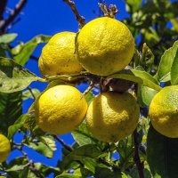 Мальта. Рождество. Лимонный сад! :: Лейла Новикова