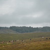 Сентябрьское поле :: Владимир Безгрешнов