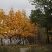 Приметы осени. :: Олег Афанасьевич Сергеев