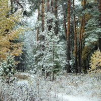 Преобразил природу первый снег... :: Лесо-Вед (Баранов)