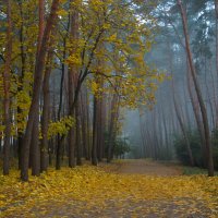 Тихая осень, печально-красивая… Листья порхают в свободном кружении... :: Svetlana Kravchenko