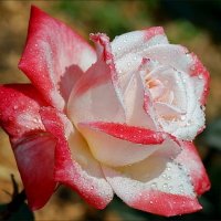Обаяние  розы    двойного  цвета :: Valentina Lujbimova [lotos 5]