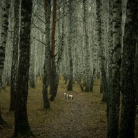 В лесу :: Александр Семенов
