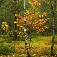 Осенний лес :: Игорь Сикорский