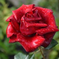Розы в нашем саду (этюд 5) :: Константин Жирнов