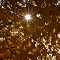 Осінь, осінь, листопад, Жовте листя стелить сад... :: Наталия Рой