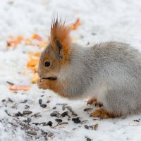 промокшая :: Борис 