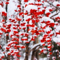 Краски зимы :: Юлия Пахомова