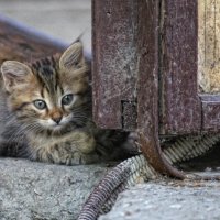 Кошки на улицах Феодосии :: Ксения Старикова