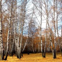 Осенняя фотозарисовка. :: Борис Митрохин