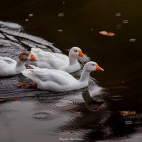 Ducks :: Мисак Каладжян