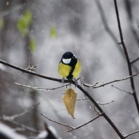 12 ноября - День синичек! С праздником всех любителей птиц! :: Ната Волга