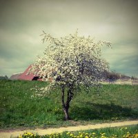 Весна :: Виктор 