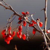 Яркие барбариски :: Наталья Лакомова