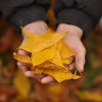 an autumn in the hands :: Katerina Tighineanu