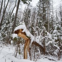 Стоял  ноябрь уж  на  дворе... :: Алексей Яковлев