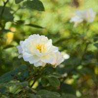 Белая роза :: Александр Деревяшкин