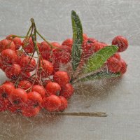 ягоды и морозный узор :: Olena 