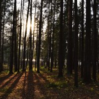 В лесу (8) :: Екатерина Таскаева
