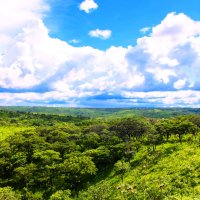 Тропический лес :: Eugenio Mulangui 