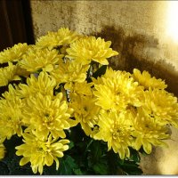 Желтые цветы прекрасны !!! :: Лидия (naum.lidiya)