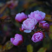 Ноябрьские розы :: Evgeniia Pershina