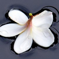 Цветок на воде :: Асылбек Айманов