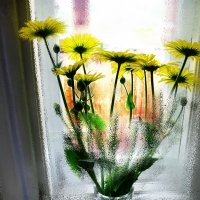 Цветы на окне :: Евгений Дубовцев