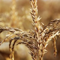 Пшеница :: Diana Naumova