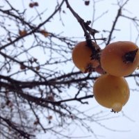 Яблоко на снегу, яблоки на ветке :: VINOKUROV 
