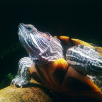 черепаха СамаНочь :: Marina Voronina (Platonova)