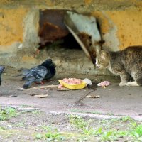 Барсик, поел - отойди! :: Кулага Андрей Андреевич 