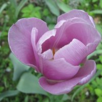 Нежно-розовый тюльпан :: Дмитрий Никитин