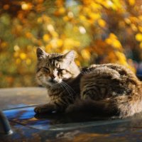 Осенний  кот :: =BY=SERG 