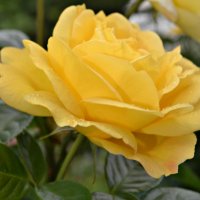 Роза жёлтая :: Ольга A.