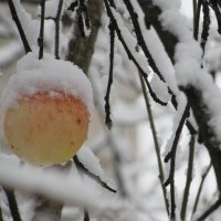 Снежное яблоко :: Валюша Черкасова